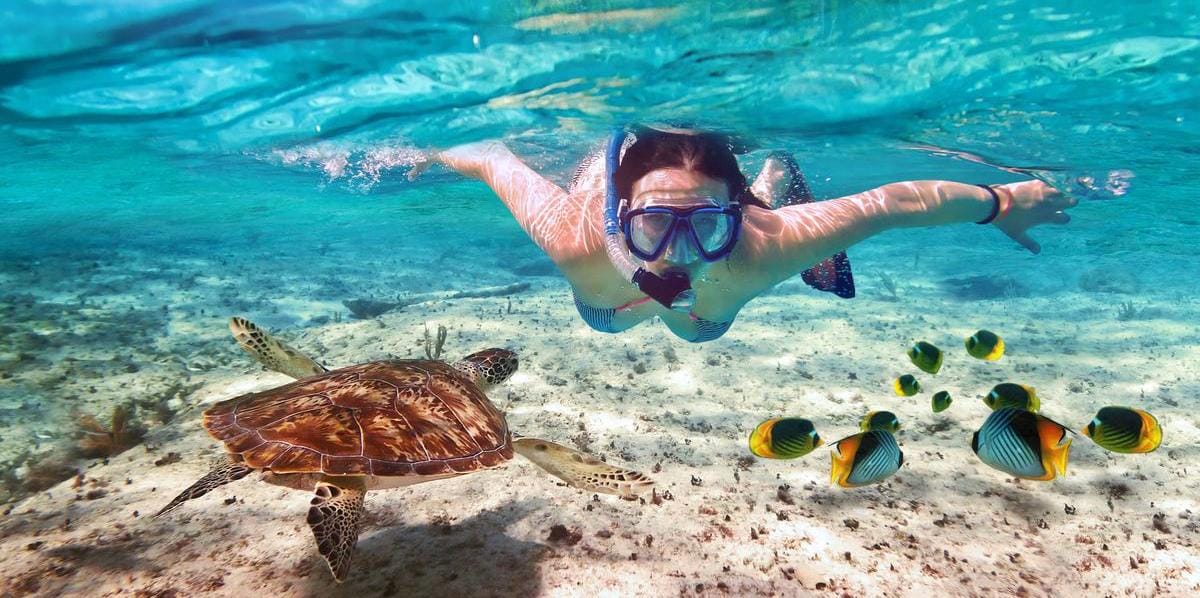 snorkeling-en-guadeloupe-tortue-poisson