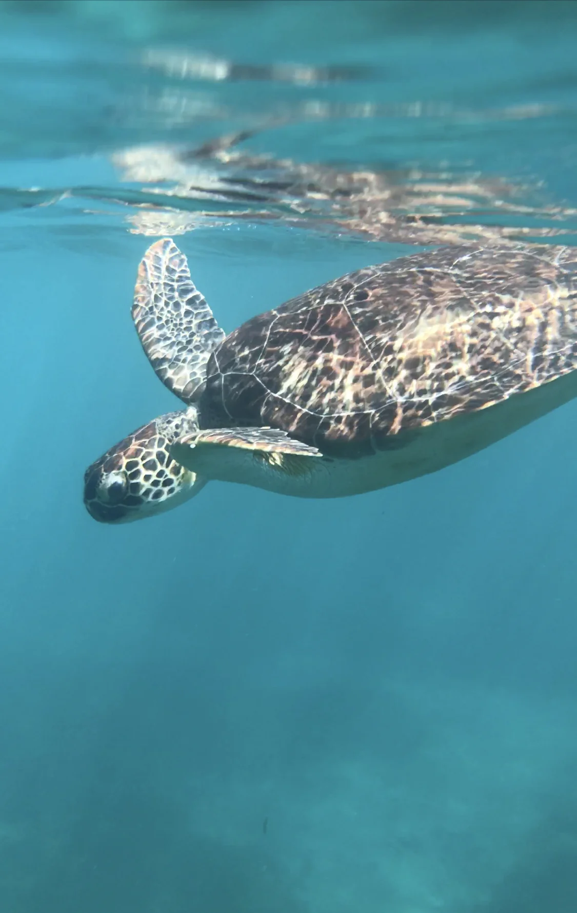 tortue-guadeloupe-malendure